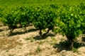 Vineyards in Langeuedoc, France